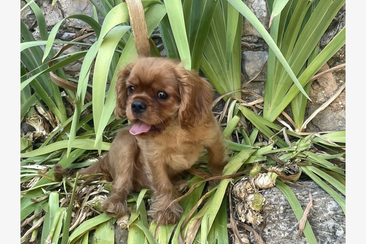 Photo 1 Vends superbes chiots race Cavaliers King Charles LOF excellent pedigree 