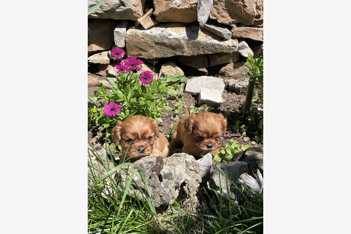 Vends superbes chiots race Cavaliers King Charles LOF excellent pedigree  - 30252081_c067419cf46fde0a4c6e95cbcf3e49b5.jpg