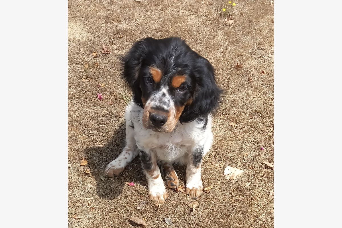Photo 1 Beau chiot apparence épagneul breton
