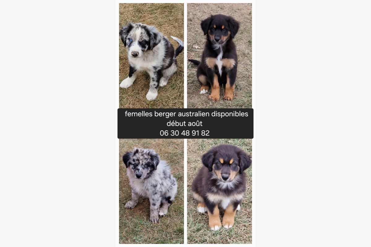 Photo 1 Adorables chiots type Berger Australien 
