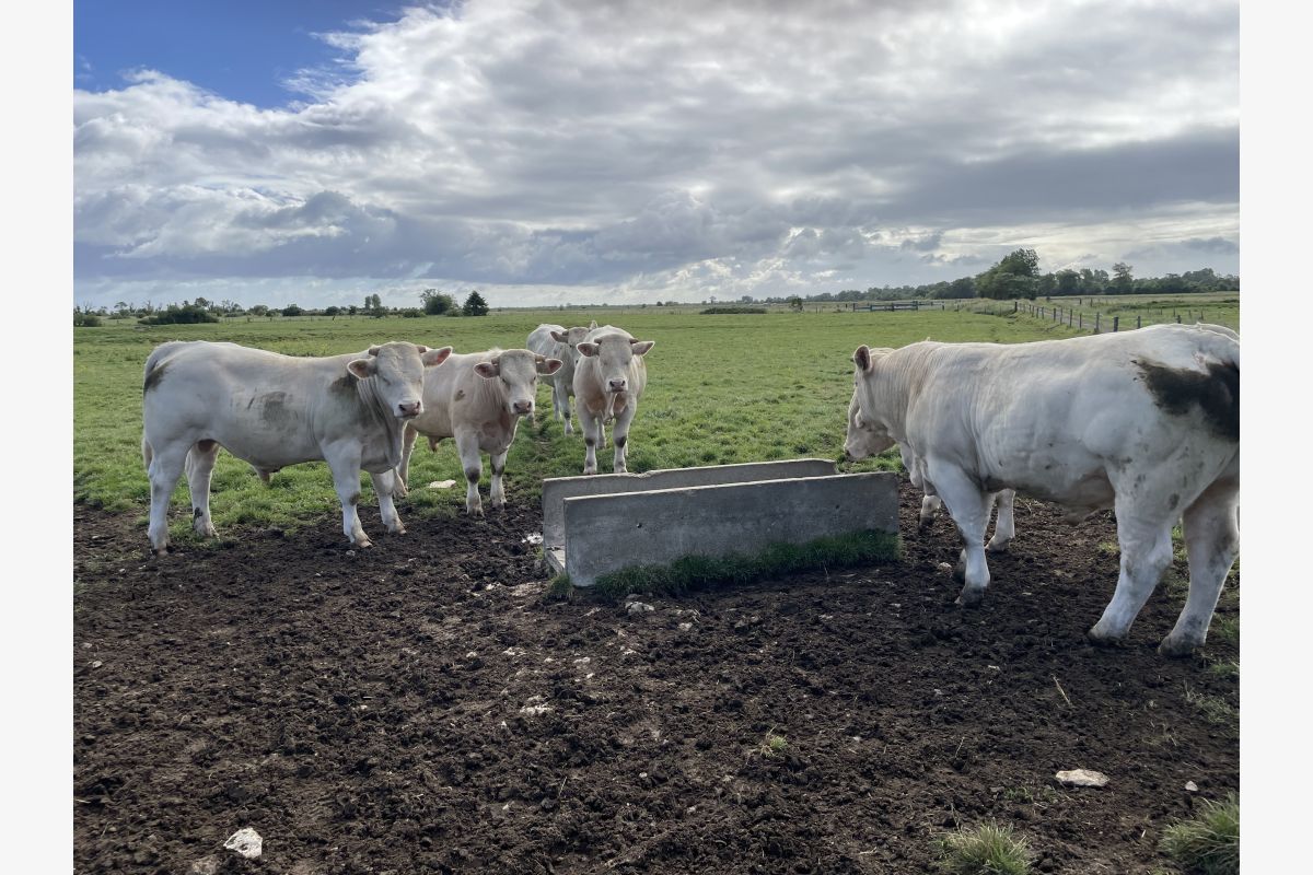 Photo 1 Taureaux  charolais et limousin 