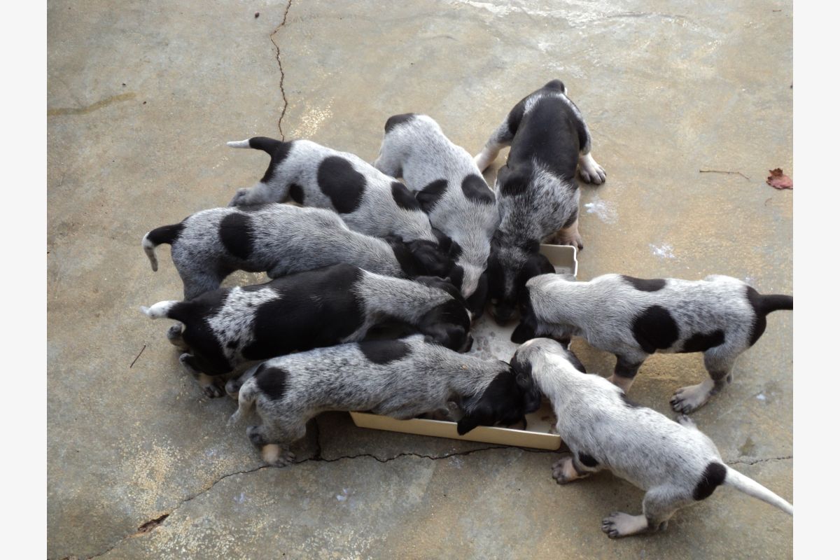 Chiots petit bleu de Gascogne - 30252619_85bfaf5d5648fb82bb77a95a46c191e7.jpg