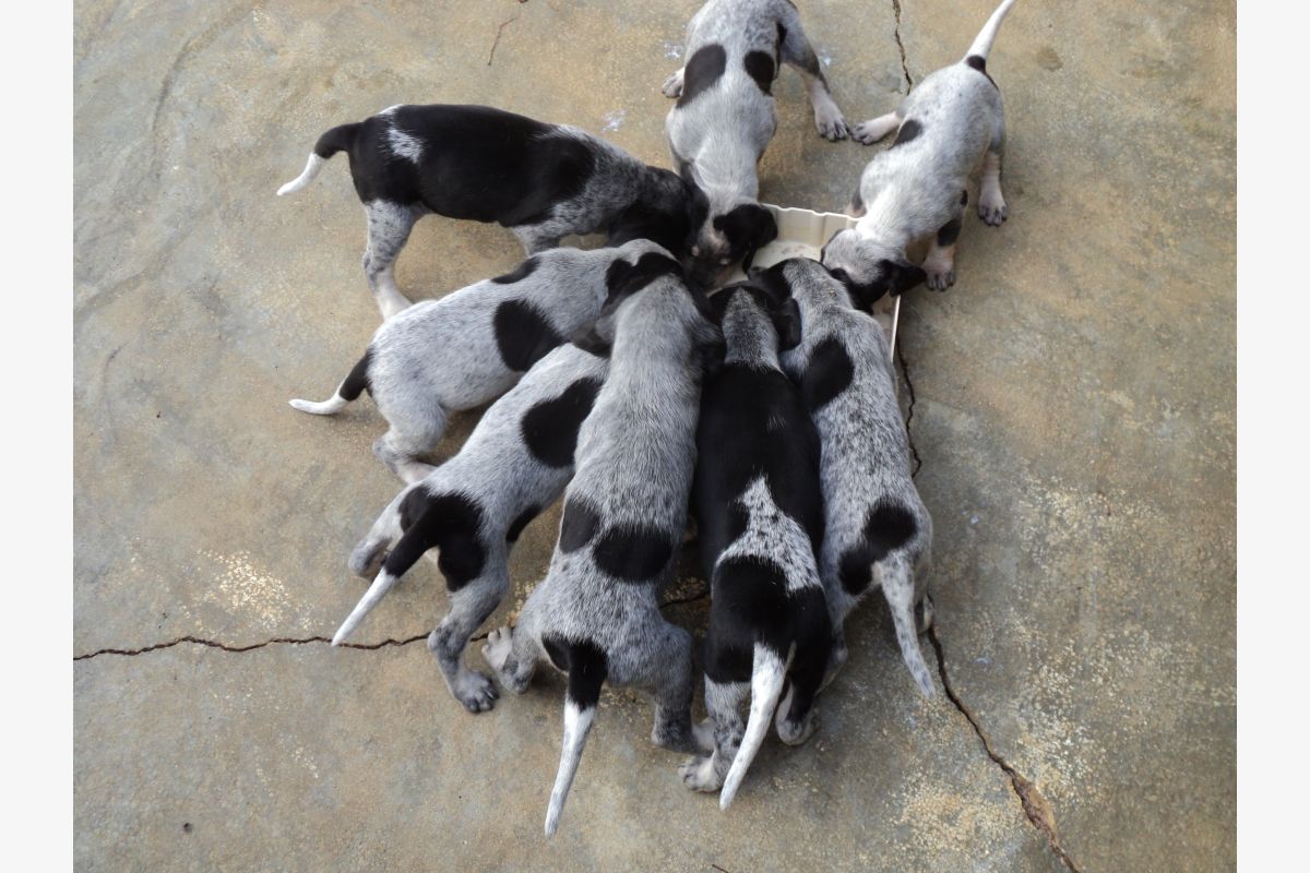 Chiots petit bleu de Gascogne - 30252619_9d383340cdbe6c8c76d1aa698b5050c4.jpg
