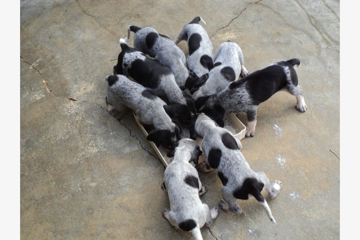 Photo 1 Chiots petit bleu de Gascogne
