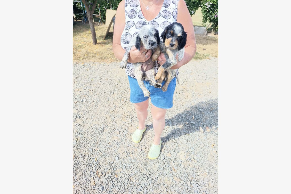 Chiots croisés épagneul breton et setter - 30252717_50574fc83fa05b258a9f2290469e30de.jpg