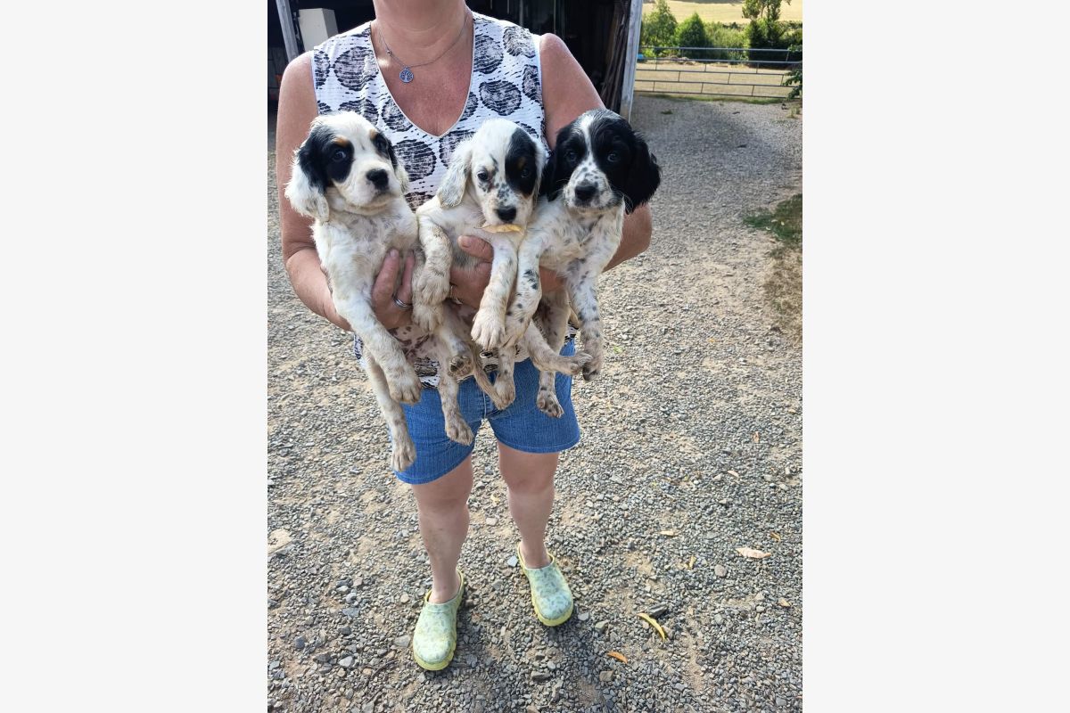 Photo 1 Chiots croisés épagneul breton et setter