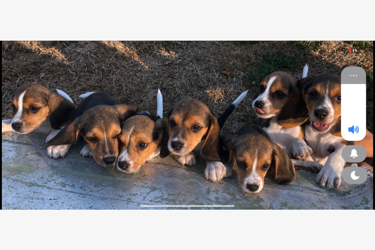 Photo 1 Apparence beagle 