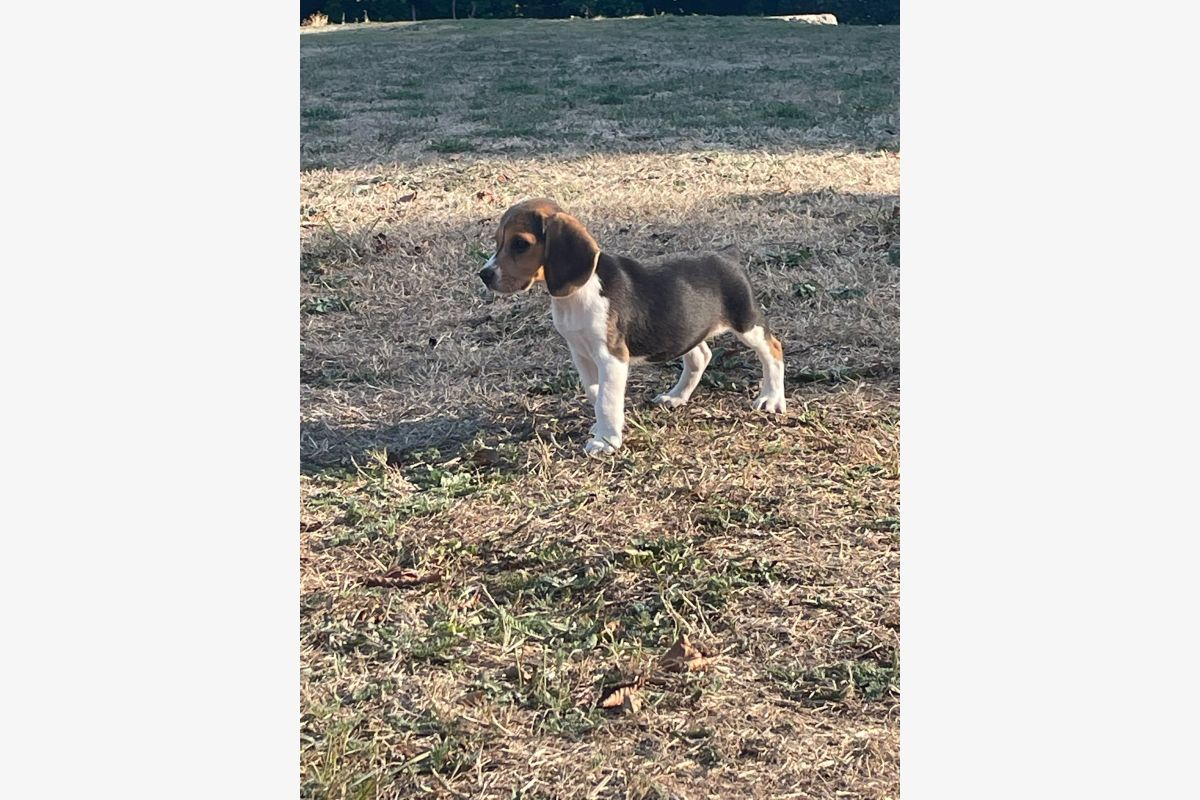 Apparence beagle  - 30252728_36c201baf2f7cfa2d076217bc40583a0.jpg