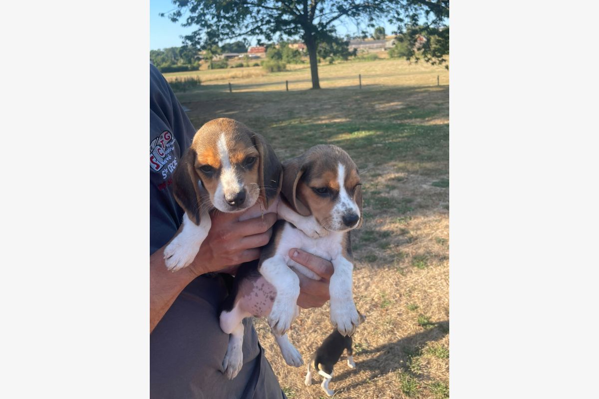 Apparence beagle  - 30252728_dba78daf4600e310079b51e3c3224216.jpg