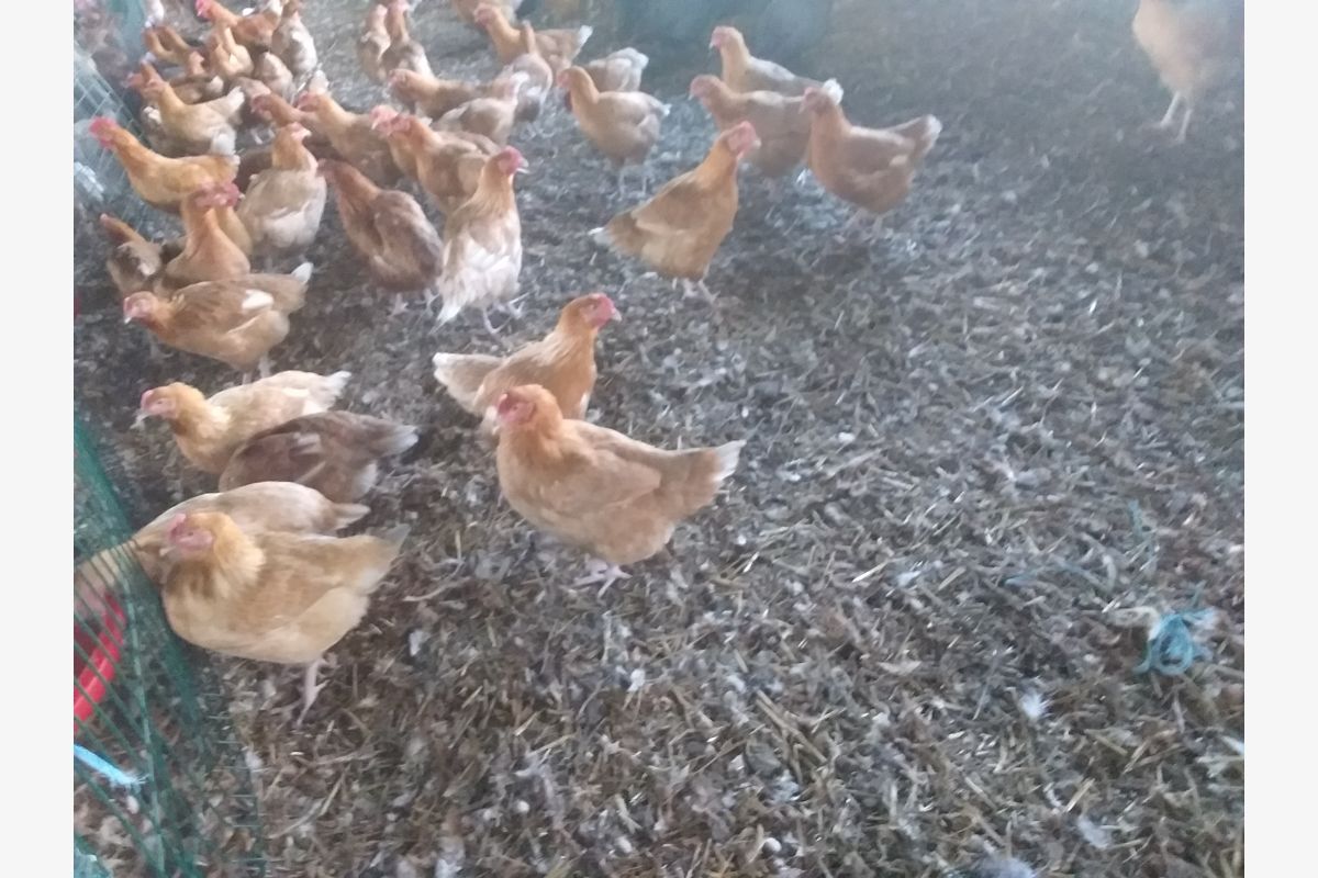 Vends poulets - 30252732_3138d58bd288734b761d7be294dfb8a6.jpg