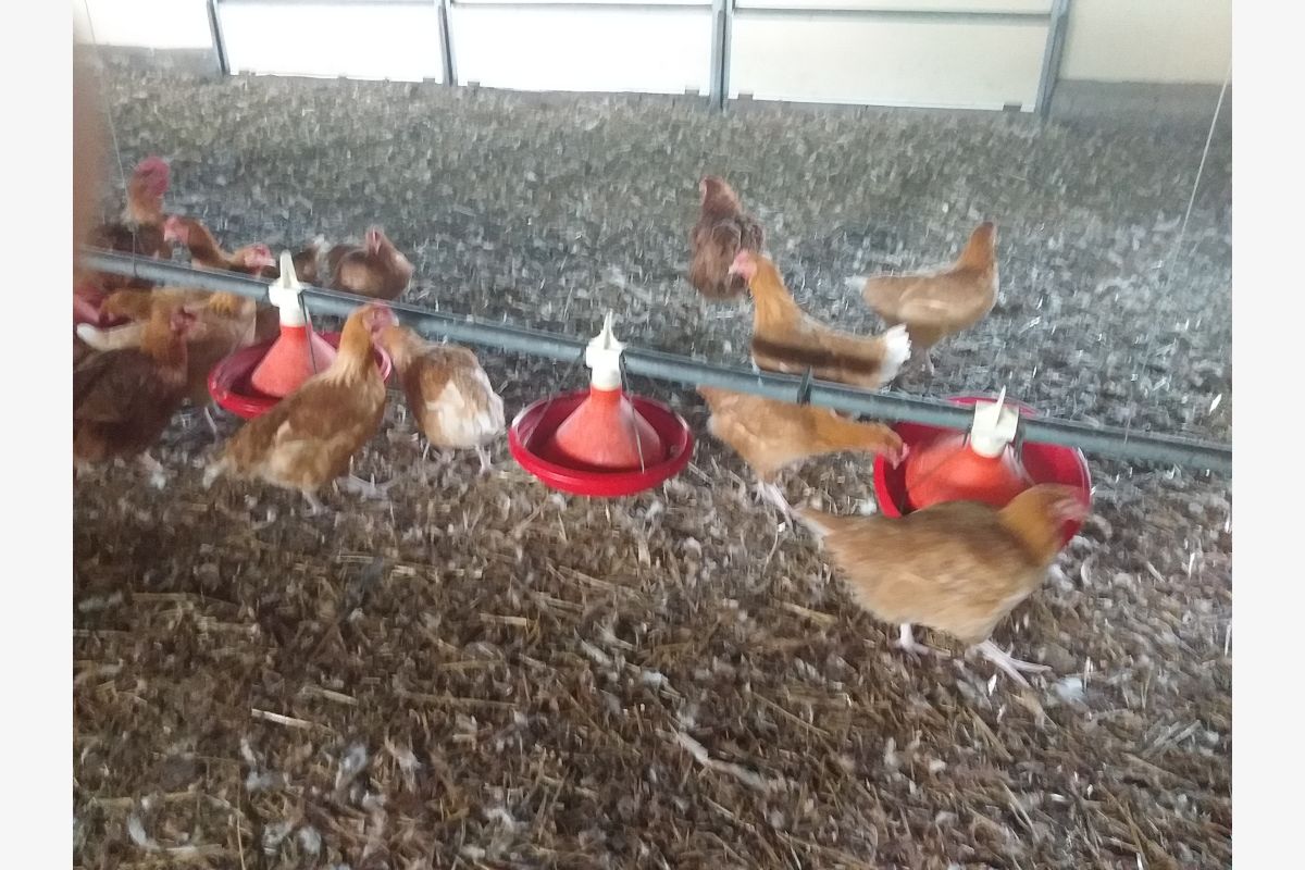 Vends poulets - 30252732_9734b5556258312fd6089ee73bb255c2.jpg