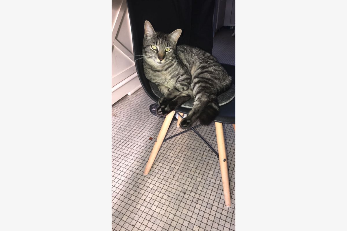 Photo 1 SOS CHAT PERDU