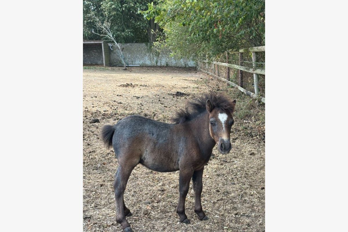 Photo 1 à réserver poney shetland 