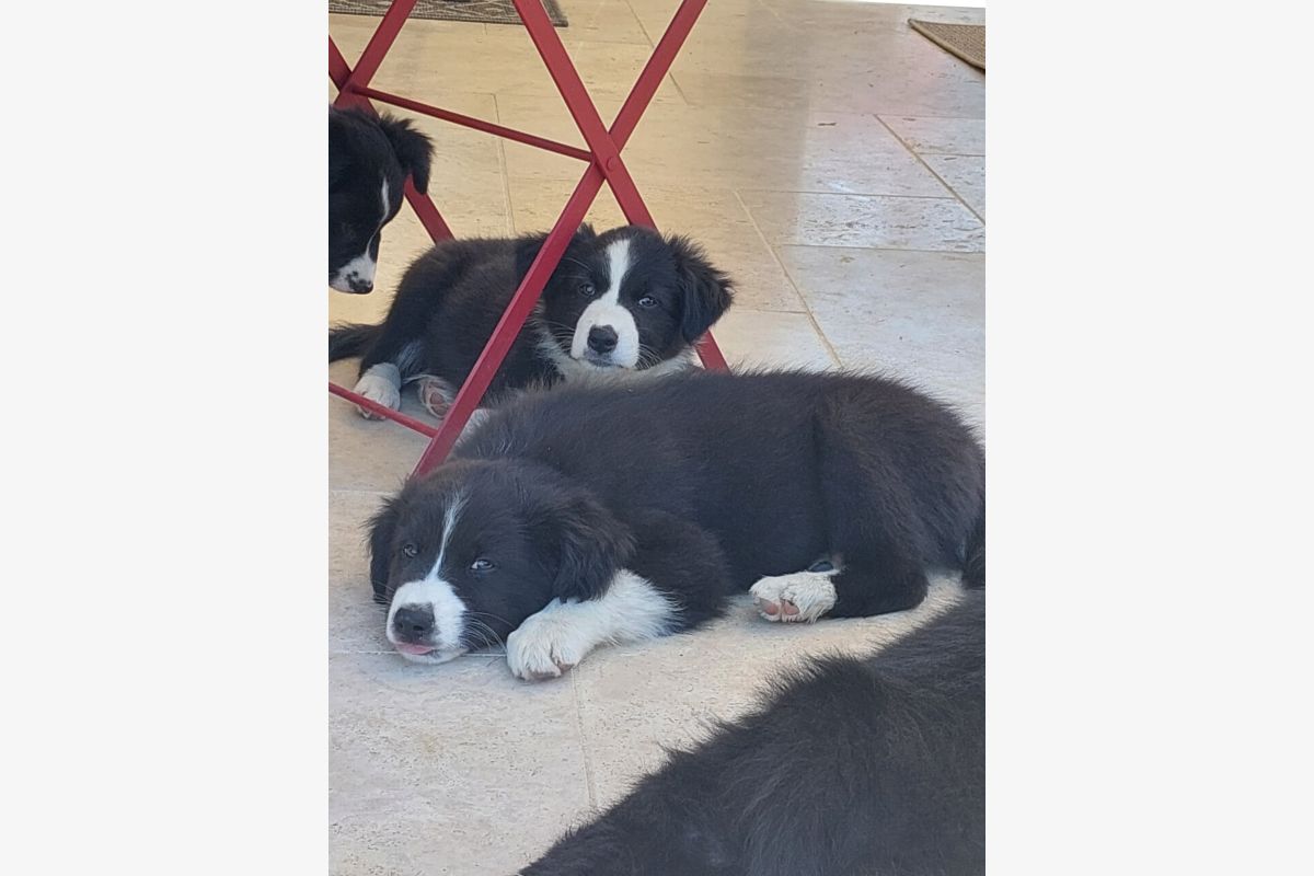 Chiots - 30252936_7665b89795c21dce3856ea4fb8c68a61.jpg