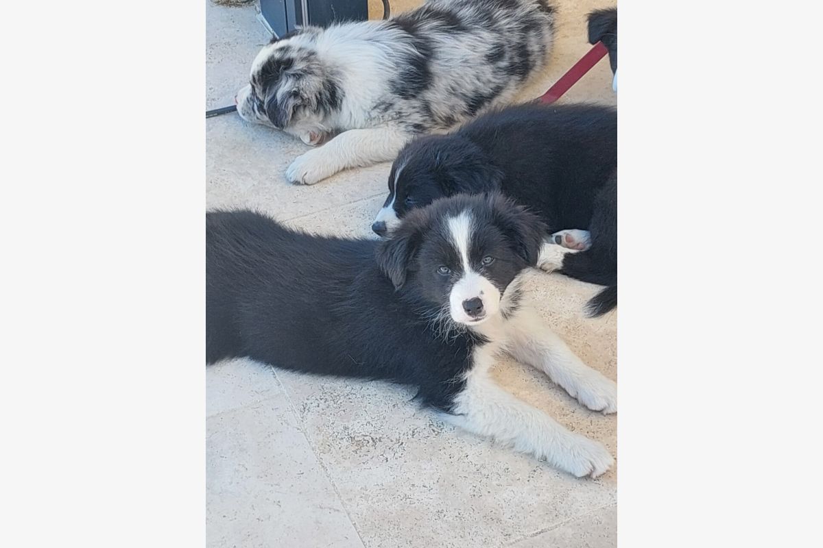 Chiots - 30252936_dbb15562795700b8a1bcb0351e638b51.jpg