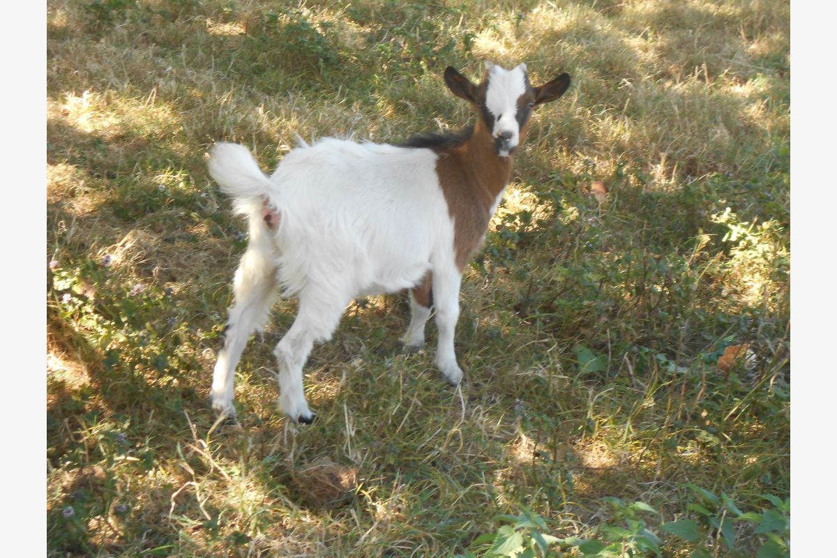 Photo 1 Une chèvre