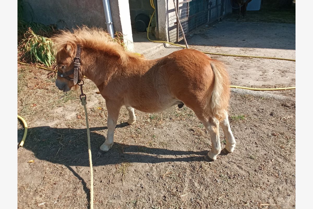 Photo 1 Petit poney mâle