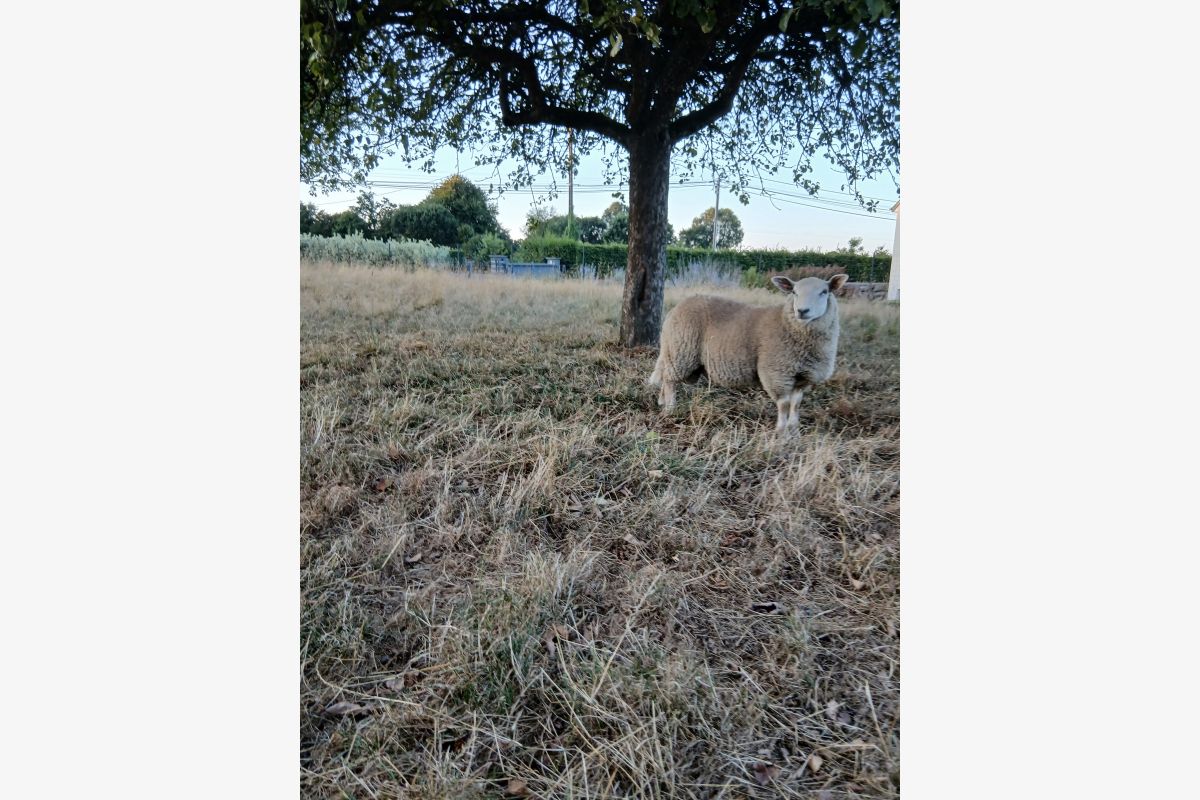 Mouton - 30253135_0777b49d1c6baef4674aa77680875ef1.jpg