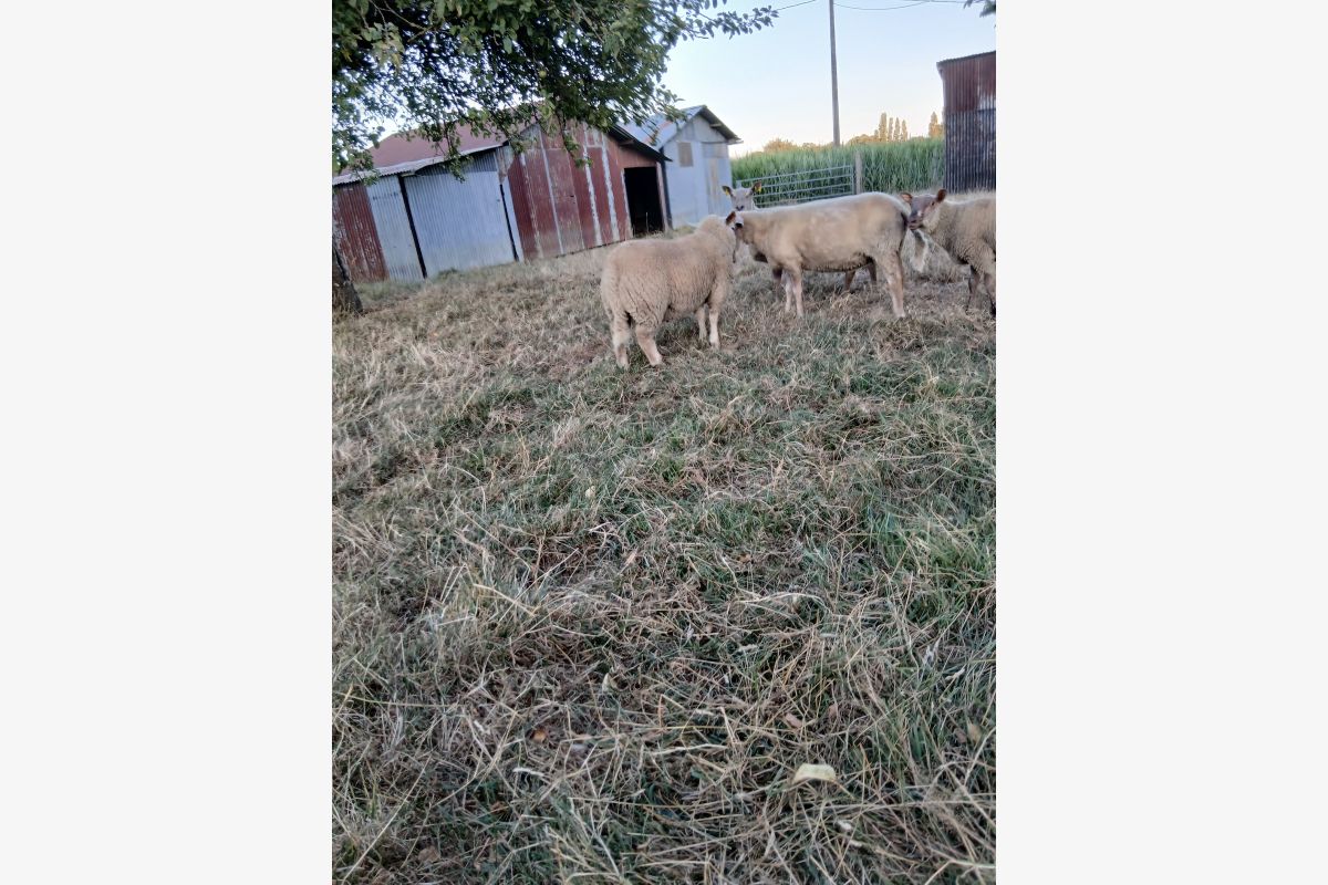 Photo 1 Mouton