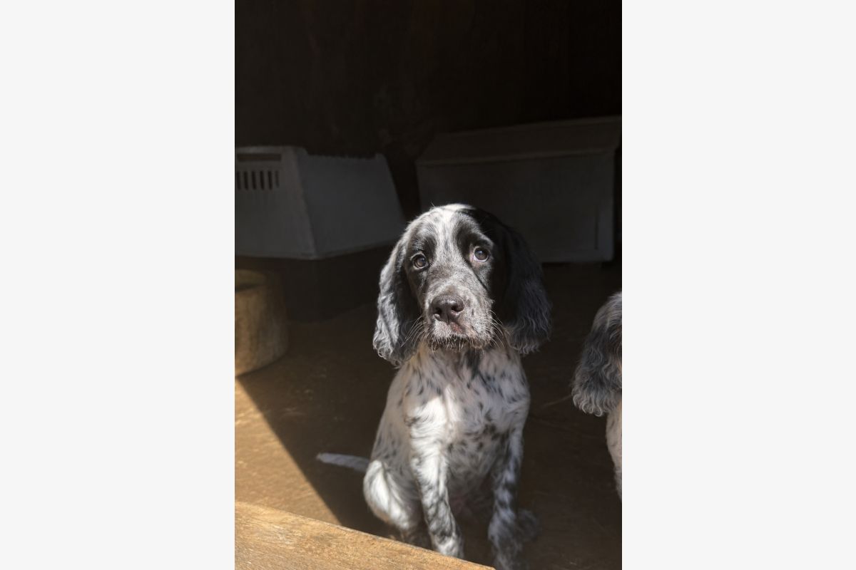 Photo 1 A vendre