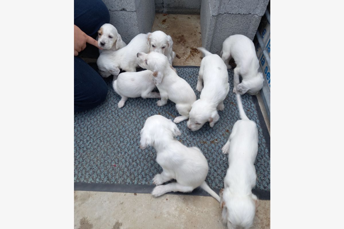 Photo 1 Chiots apparence setter anglais