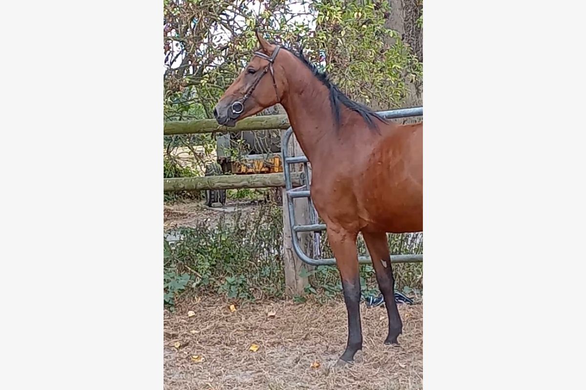 Photo 1 3 ans SF femelle baie, 1m66