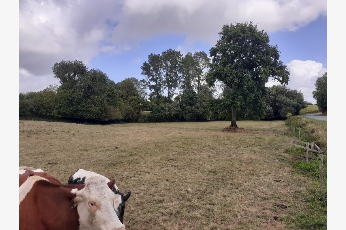 Photo 1 à vendre joli terrain d'1 ha, arboré d'arbres et d'un ruisse