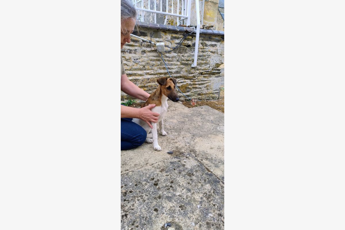 Photo 1 Chiots apparence fox terrier poils lisses