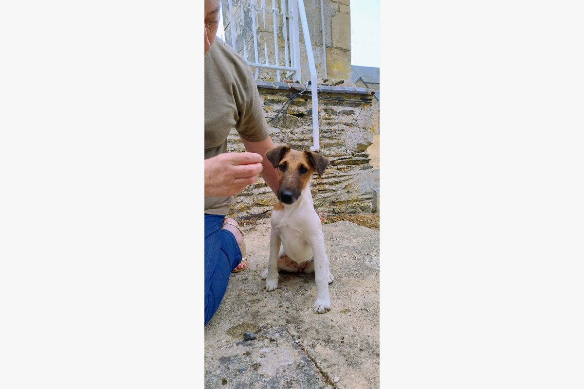 Chiots apparence fox terrier poils lisses - 30253547_b5095da96ccdd2c8ffcbad0537ec35c3.jpg