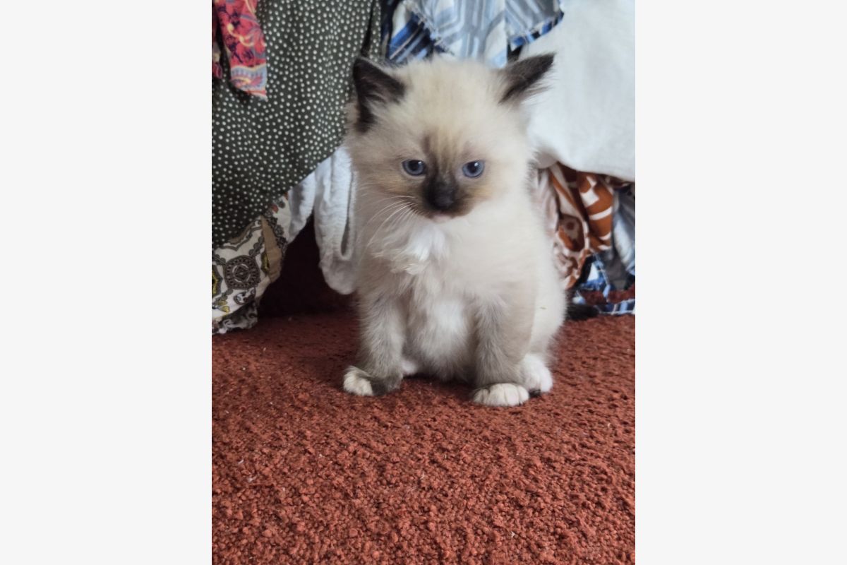 Photo 1 Chatons de race ragdoll
