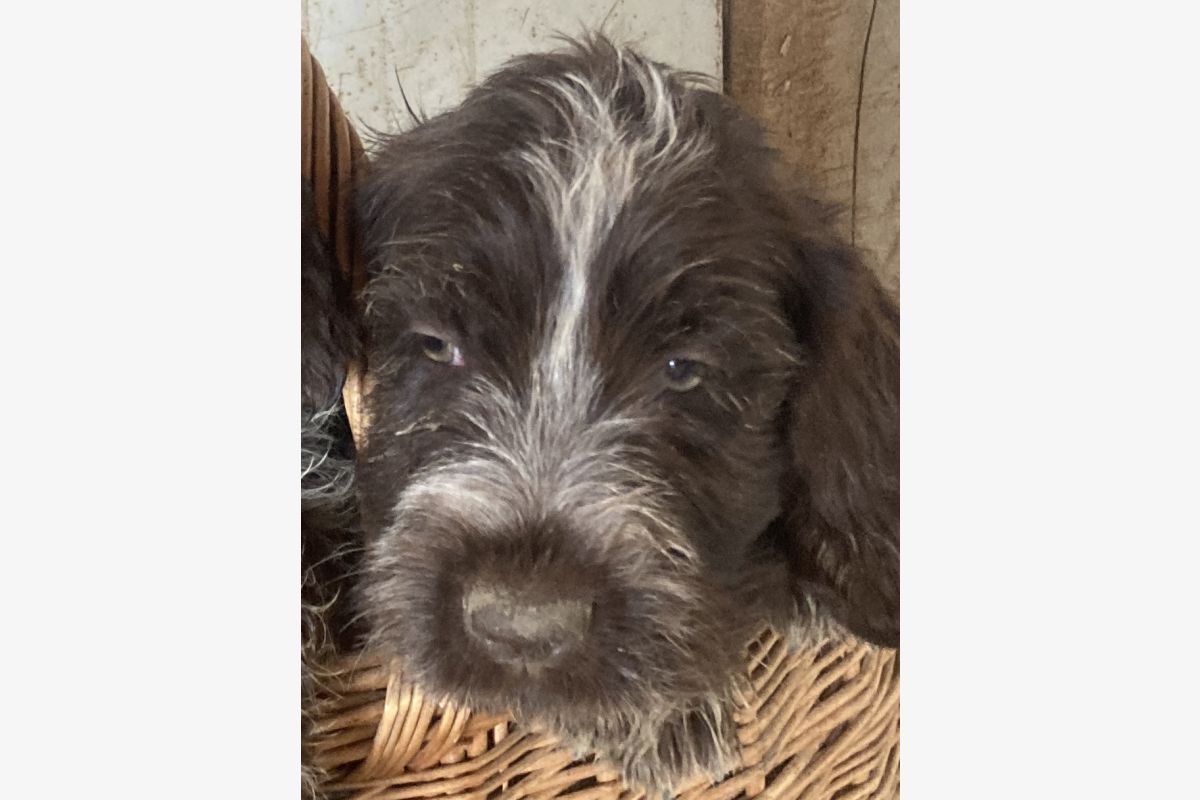 Chiots Korthals - 30253647_24533157208c57c10bafa05efc8c193a.jpg