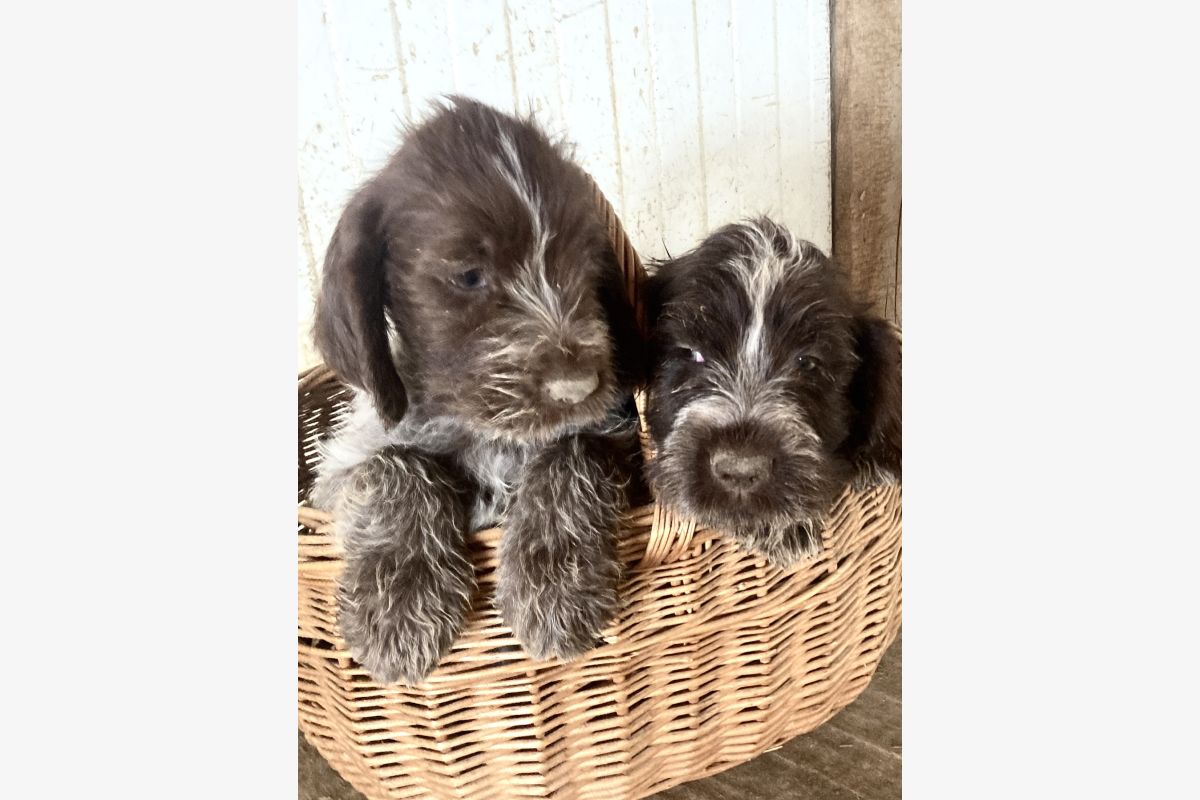 Photo 1 Chiots Korthals