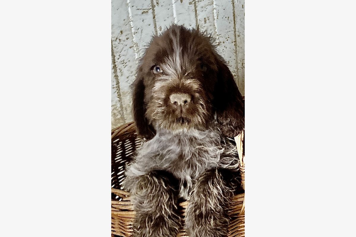 Chiots Korthals - 30253647_56663ae5f82b49b2dc0a69f0d3751184.jpg