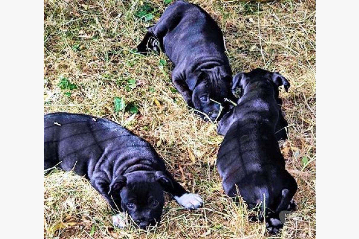 Photo 1 Chiots race staffie LOF dans le 94