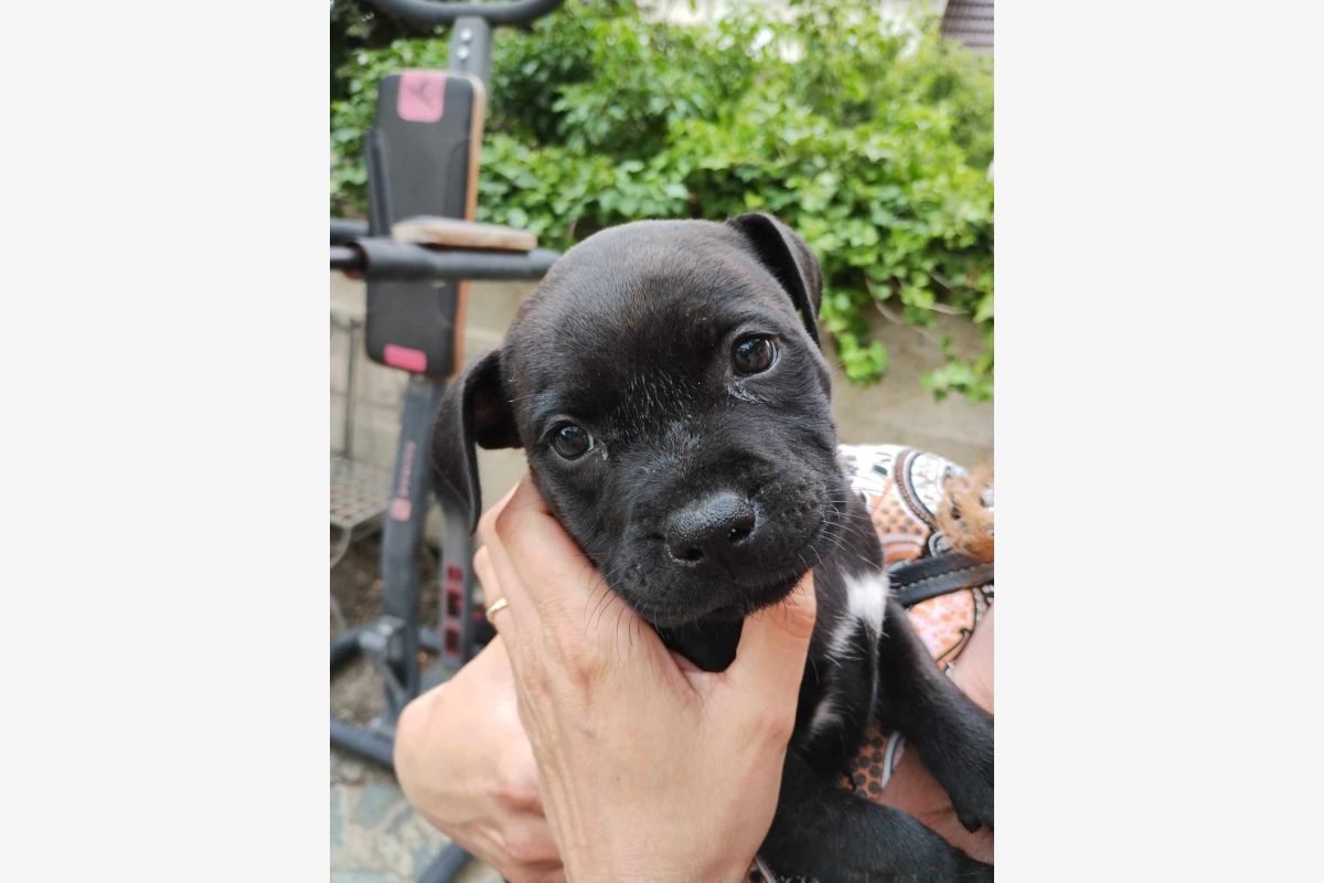 Chiots race staffie LOF dans le 94 - 30253803_a0b0b23525e4bc523bb8be419b60c172.jpg