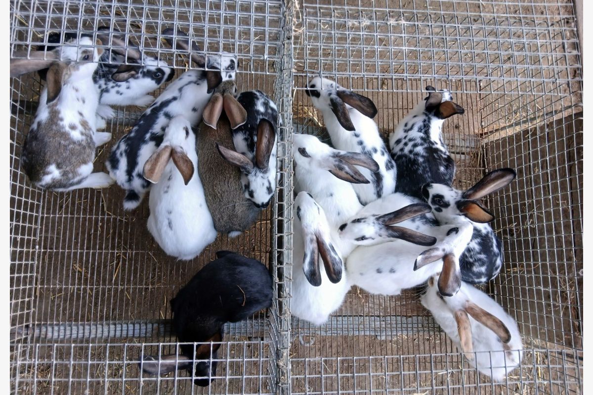 Photo 1 Lapins sevrés