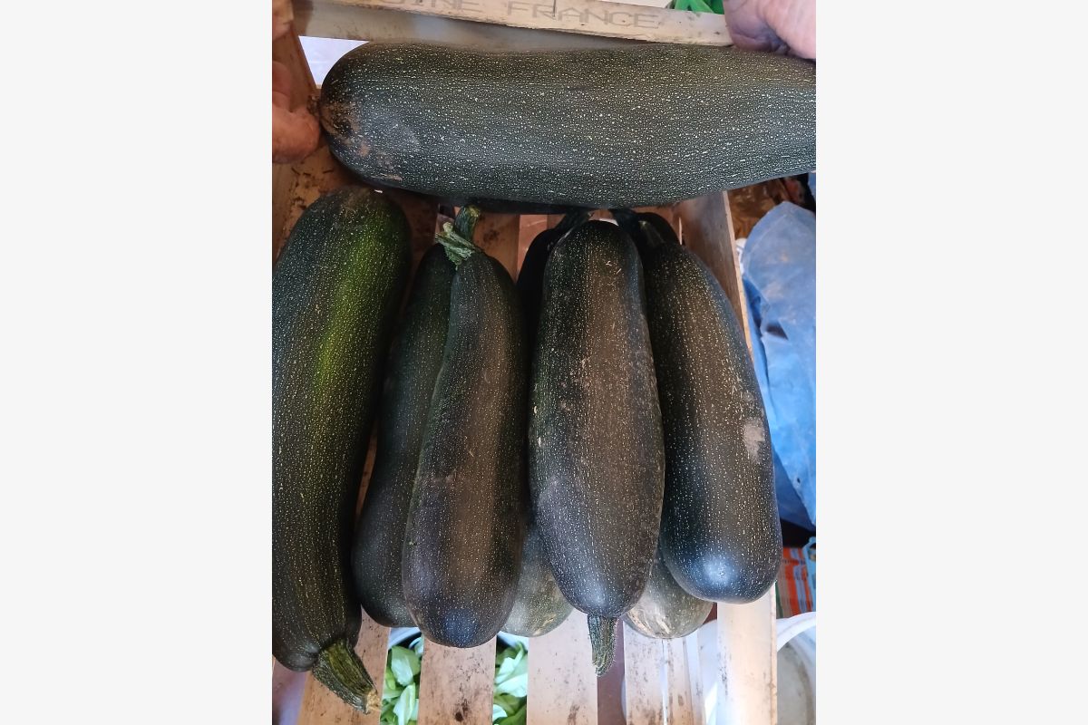 Photo 1 Courgettes