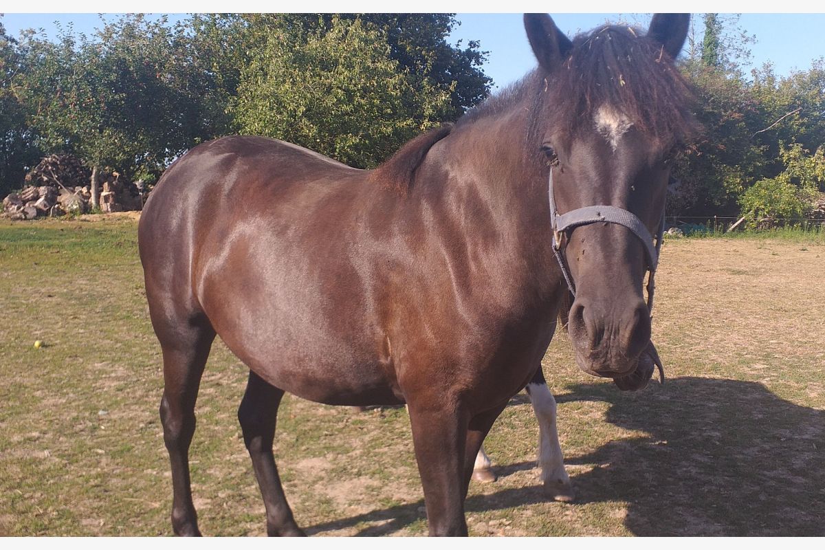 Photo 1 Ponette O.N.C