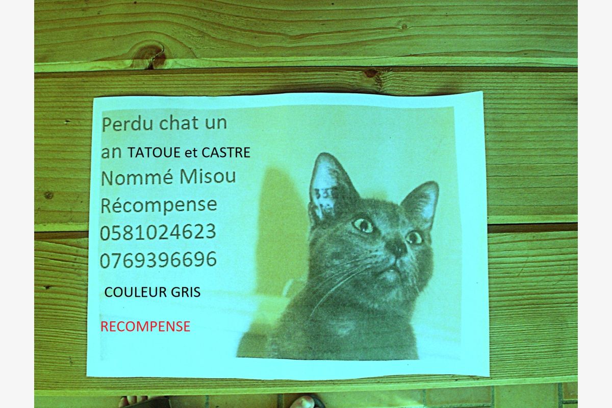 CHAT PERDU - 30254446_32ec40208dba221ba0f3f5de37dbc827.jpg