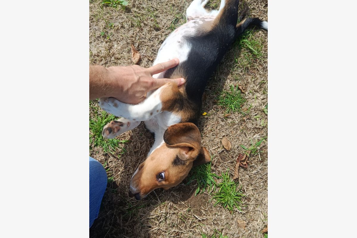 Apparence beagle  - 30254539_43e44d5ae067f405accf1605f59024a3.jpg