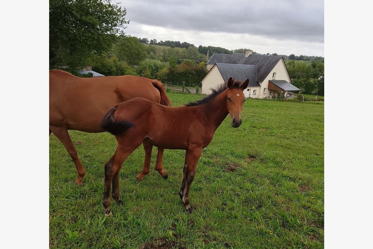 Photo 1 Poulain foal