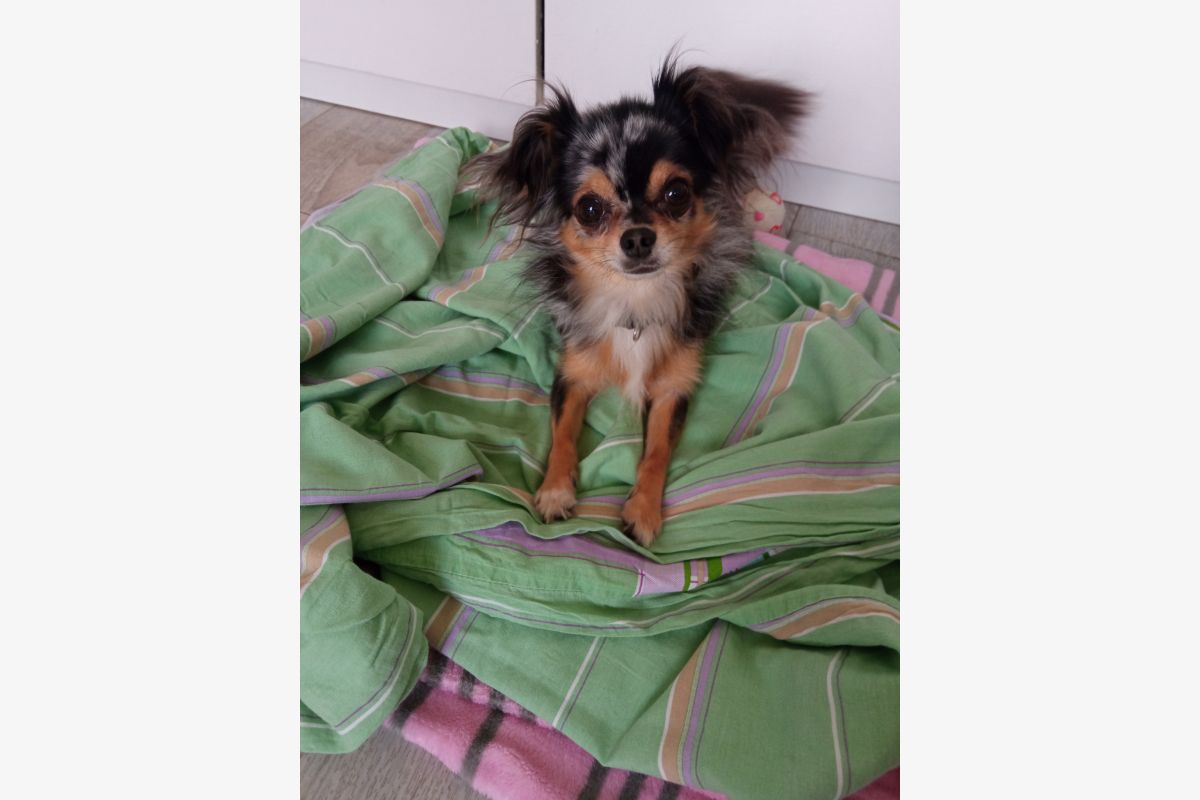 Apparence chihuahua papillon mâle, 2 ans  - 30254786_bb3248e1ab808a6c6fd202728d935354.jpg
