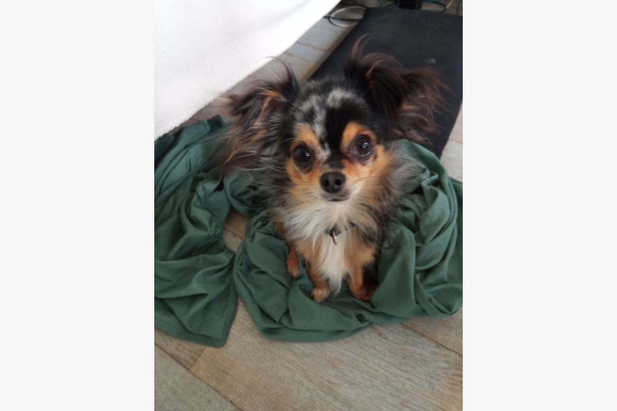 Photo 1 Apparence chihuahua papillon mâle, 2 ans 