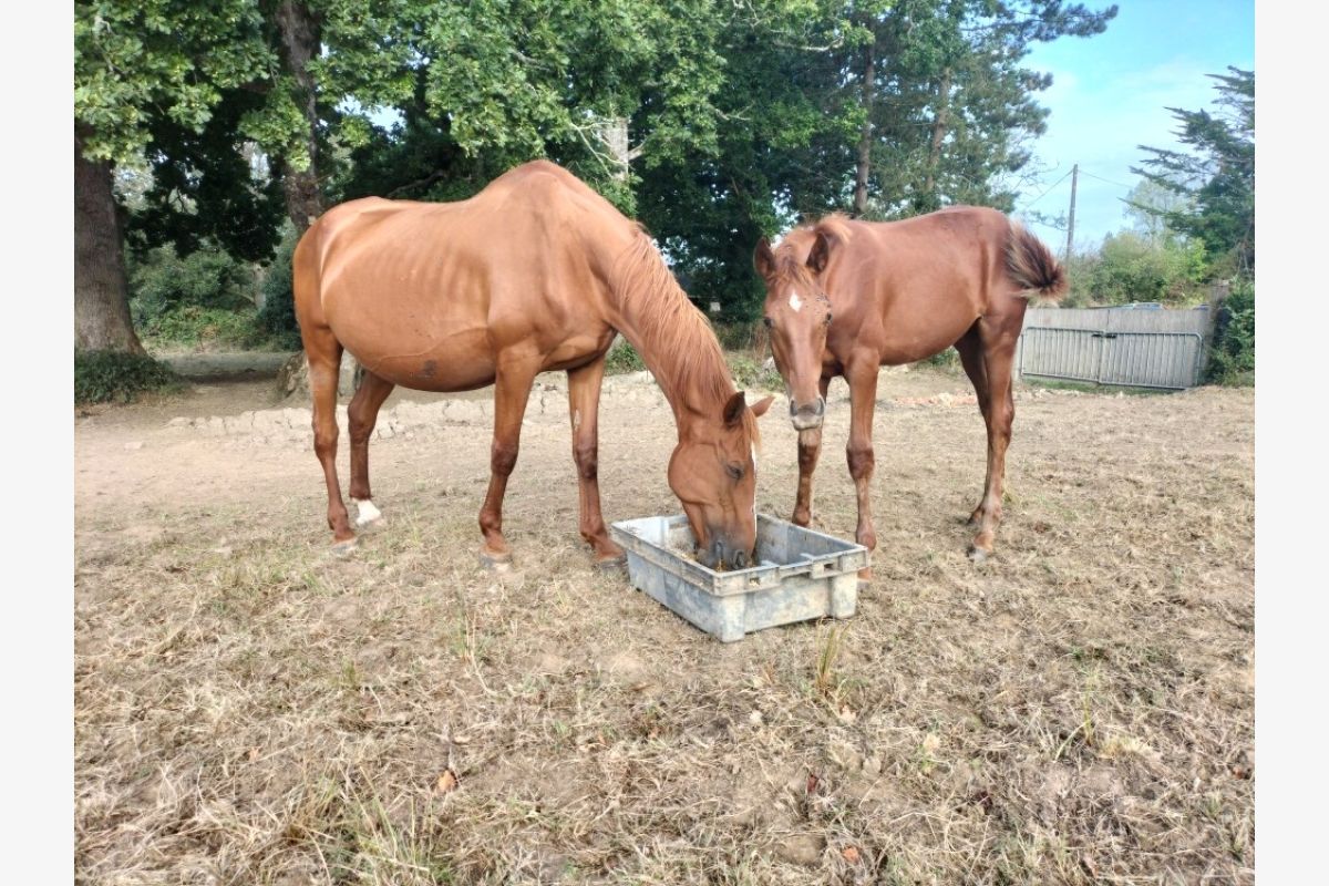 Poulinières trotteuses - 30255141_35f44651886c58962f52fcde6c7b3f18.jpg