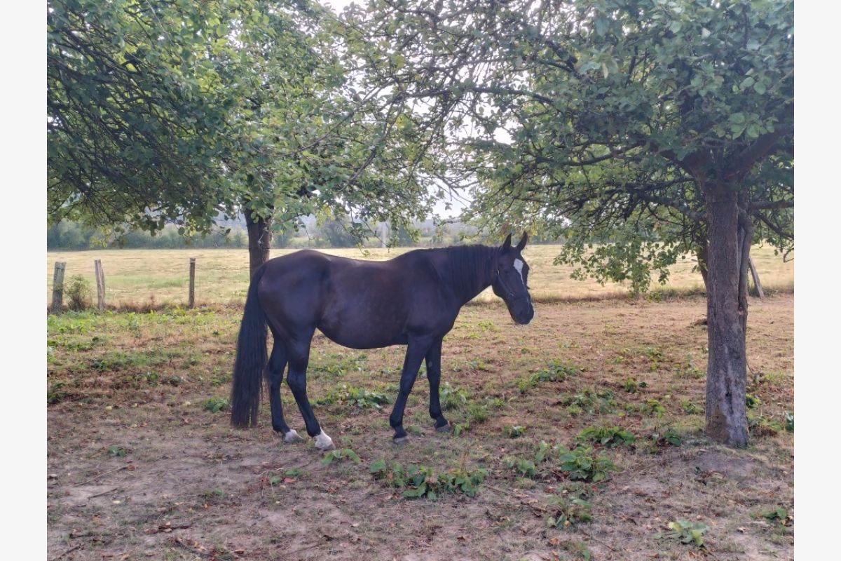 Photo 1 Poulinières trotteuses
