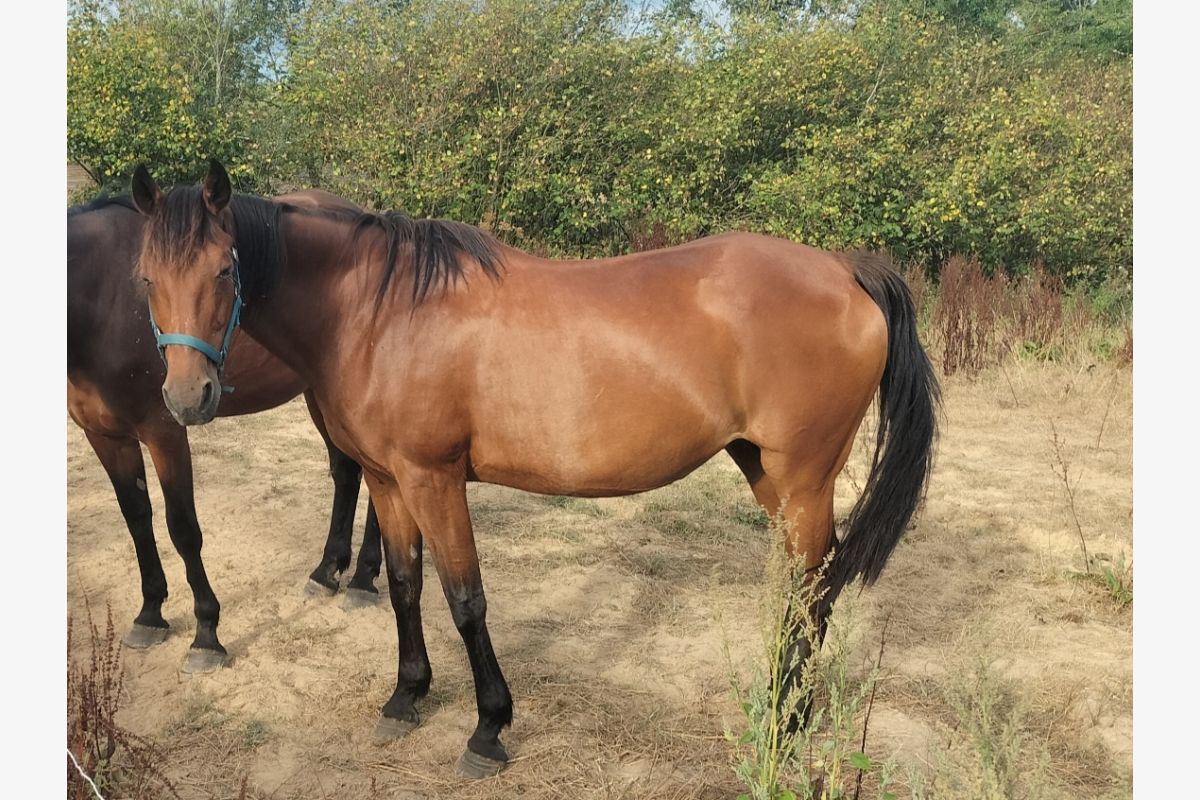 Poulinières trotteuses - 30255141_a0a3e8eb2a07aabfadda7adb3000a03c.jpg