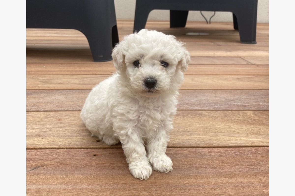 Photo 1 Apparence bichon frisé
