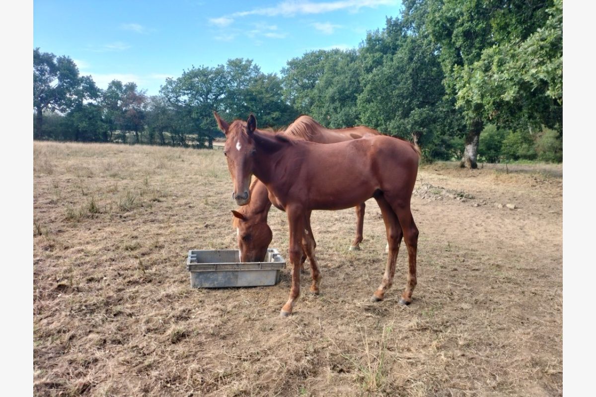 Photo 1 Foal trotteur