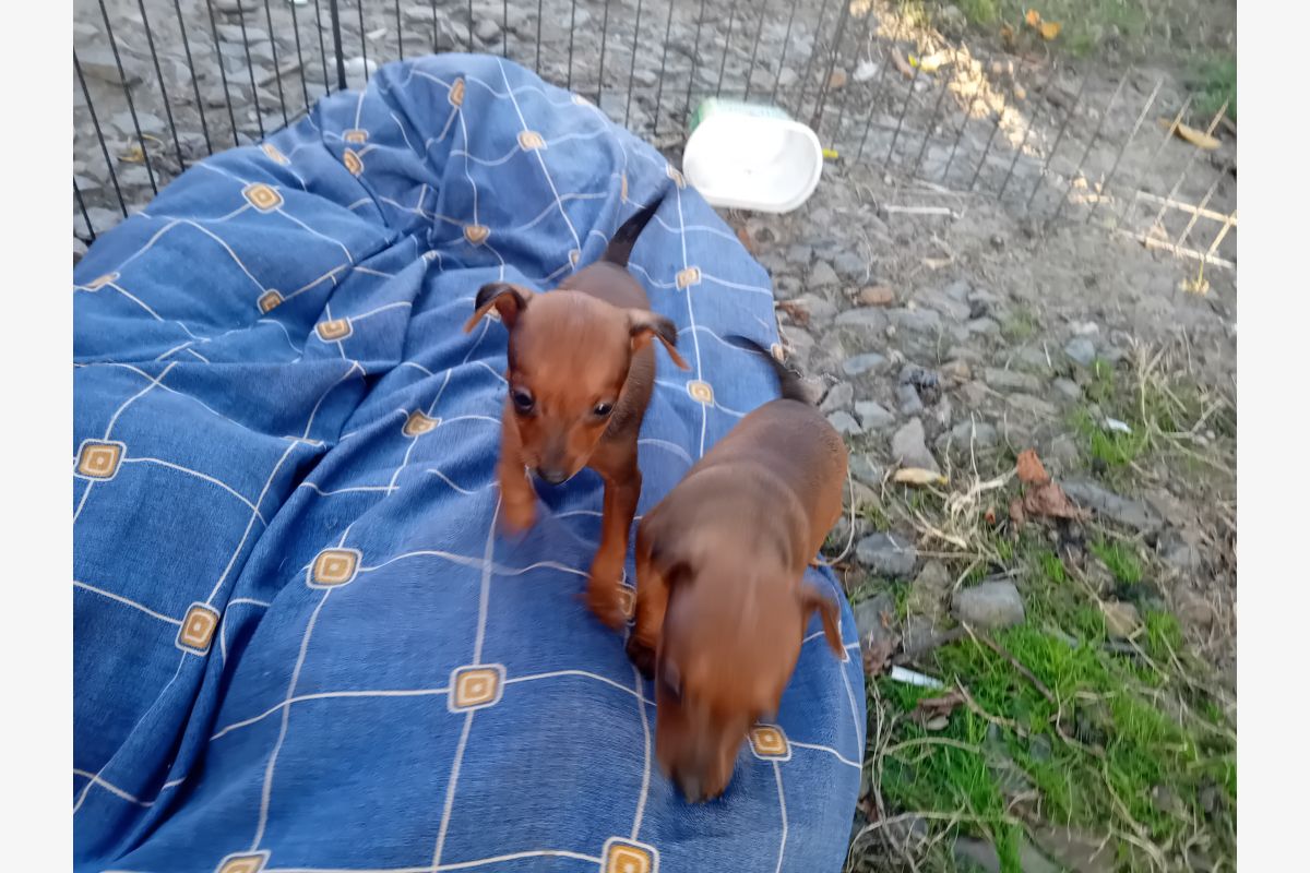 Photo 1 Chiot apparence pinscher nain 