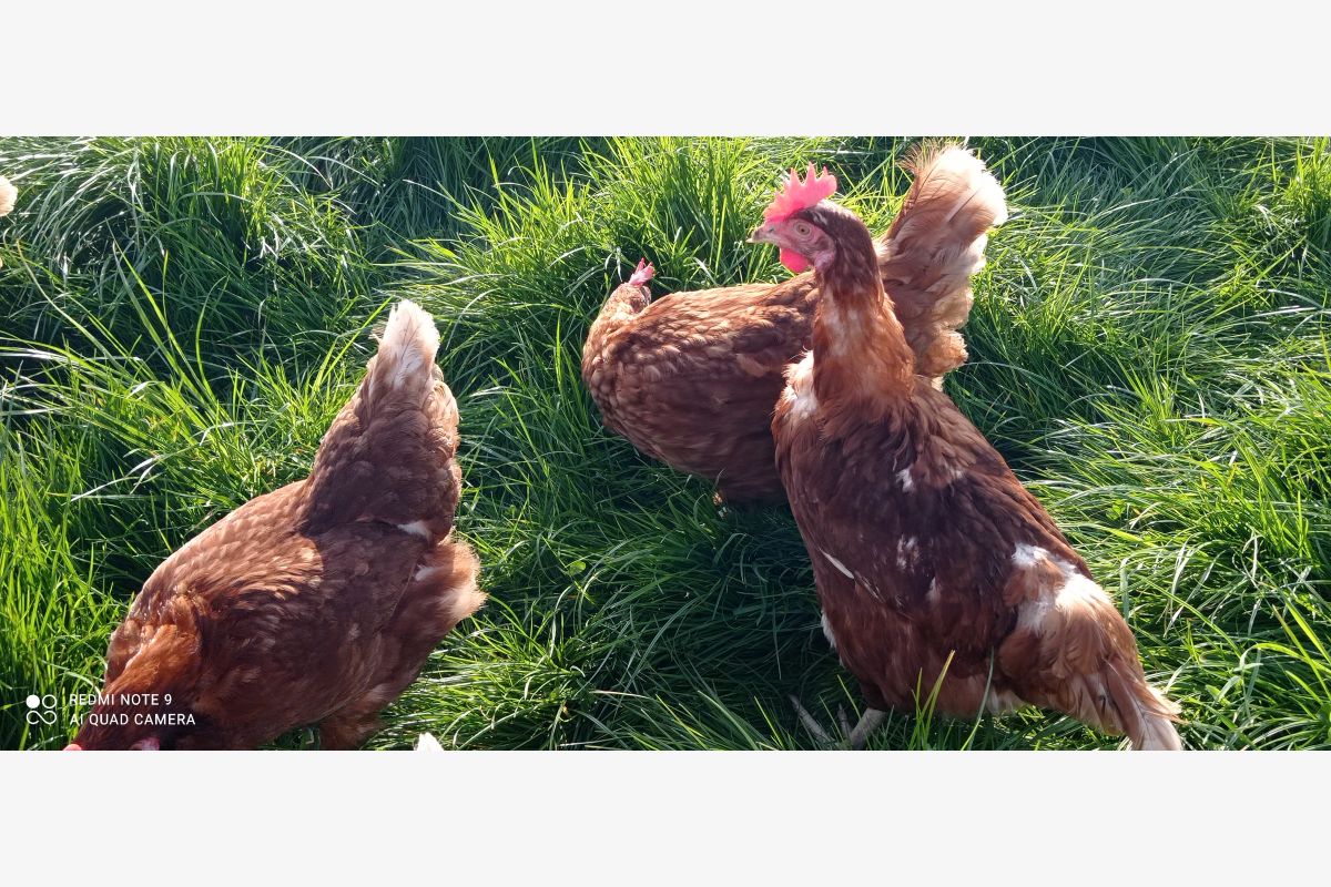 Photo 1 Vends poules pondeuses bio